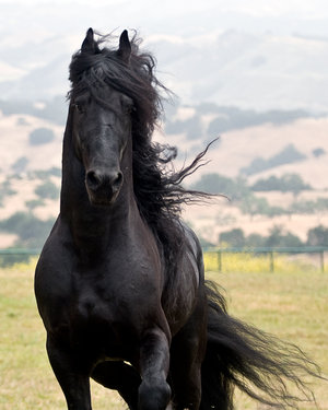 Remember Black Beauty? - International Horse College
